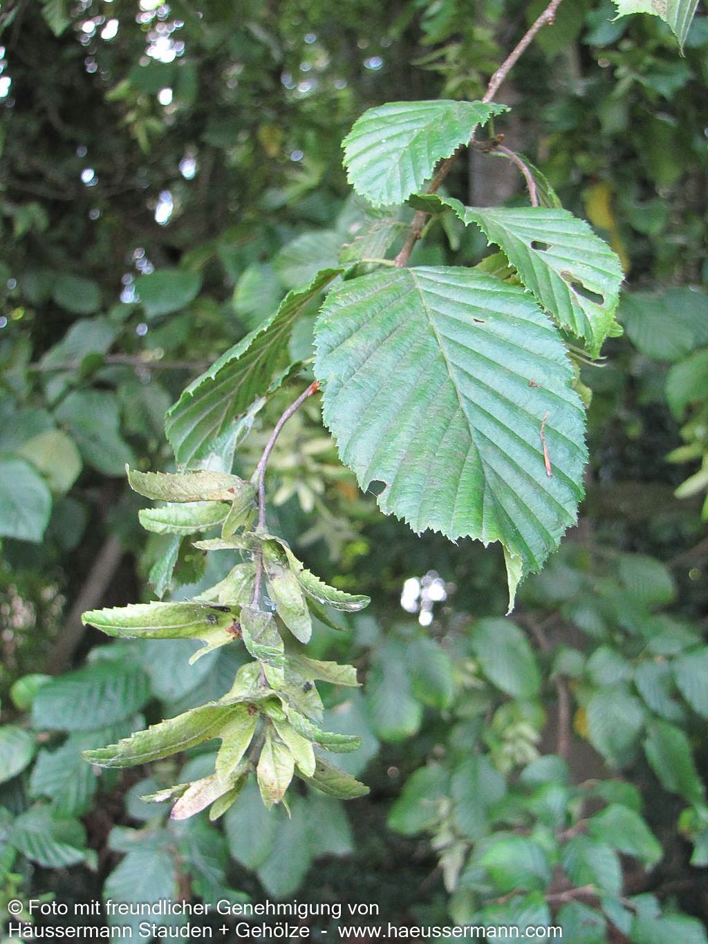 Hainbuche, Weißbuche (Carpinus betulus)