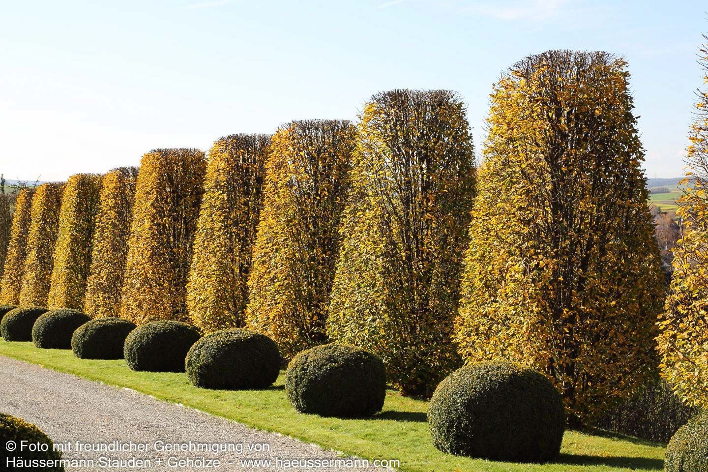 Hainbuche, Weißbuche (Carpinus betulus)
