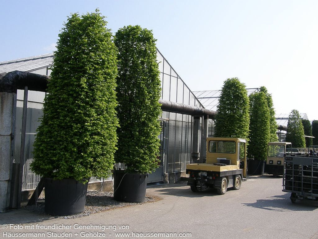 Hainbuche, Weißbuche (Carpinus betulus)