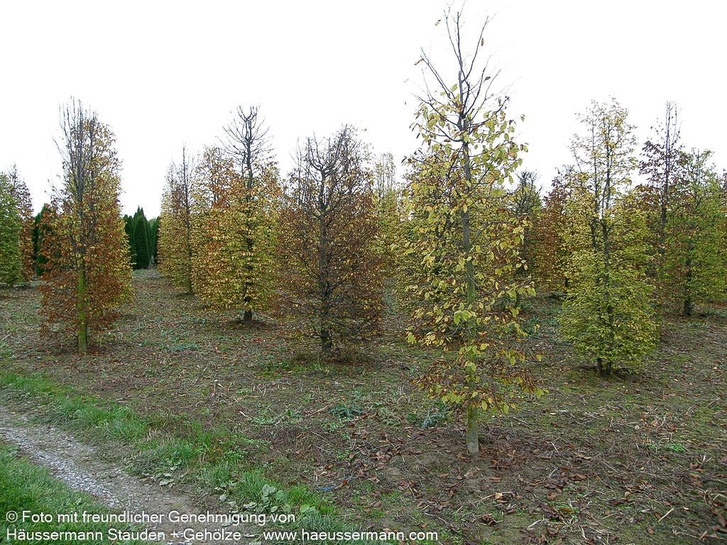 Hainbuche, Weißbuche (Carpinus betulus)
