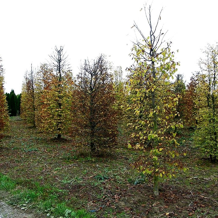 Hainbuche, Weißbuche (Carpinus betulus)