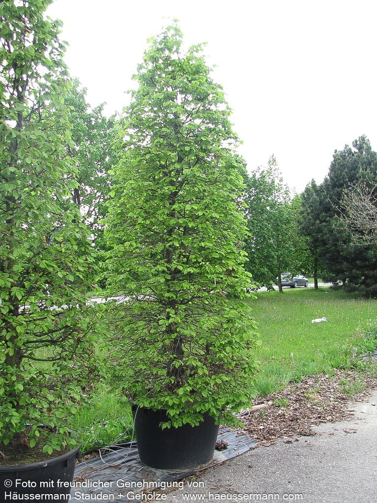Hainbuche, Weißbuche (Carpinus betulus)