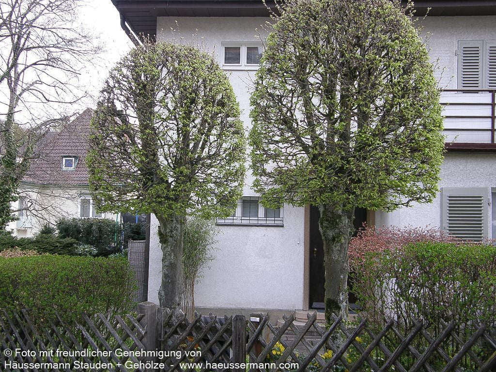 Hainbuche, Weißbuche (Carpinus betulus)