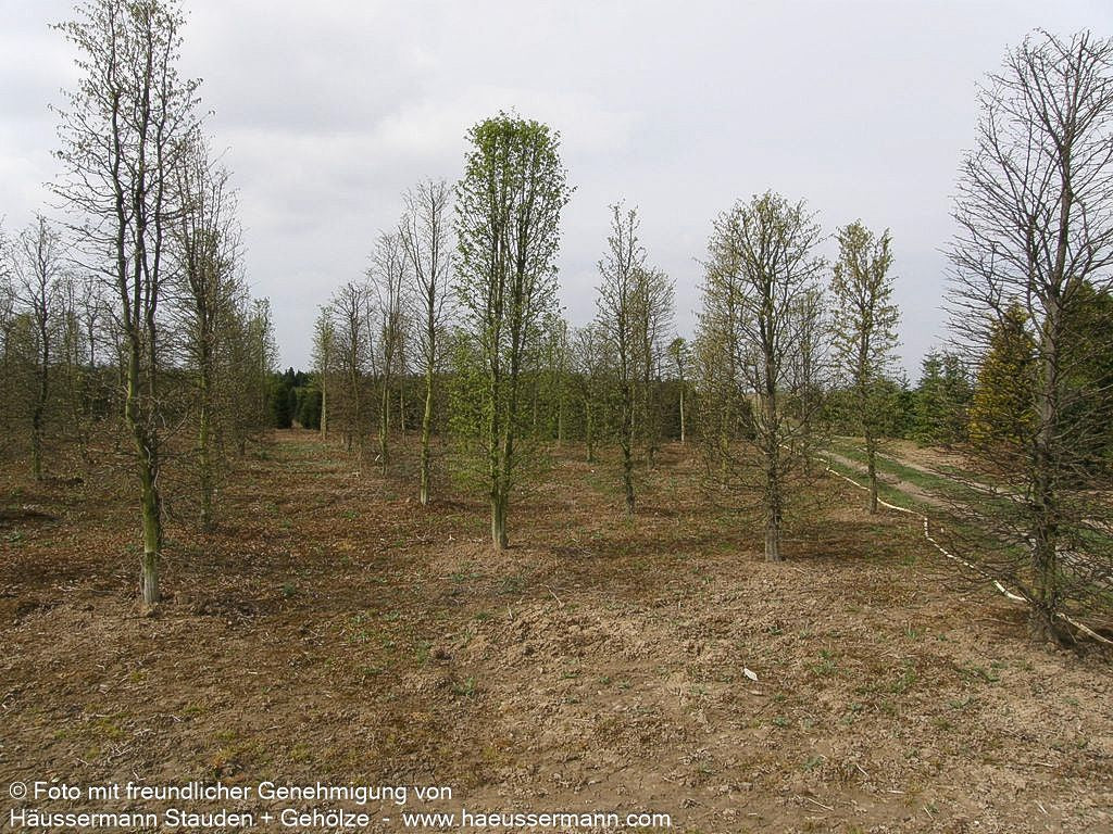 Hainbuche, Weißbuche (Carpinus betulus)