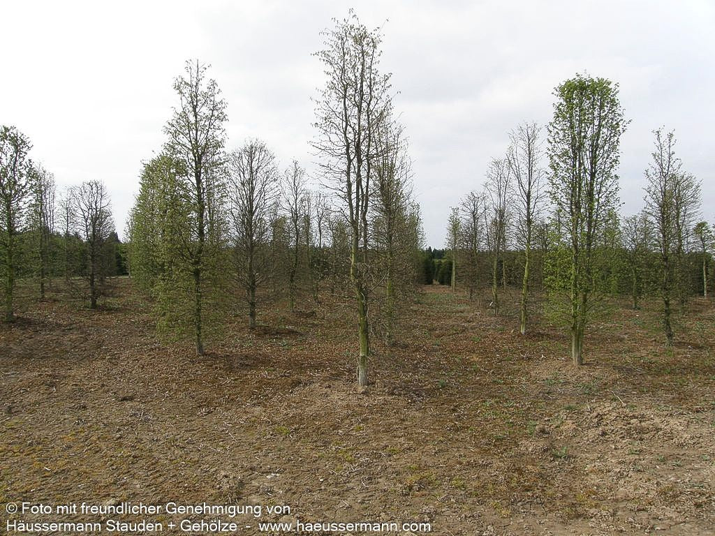 Hainbuche, Weißbuche (Carpinus betulus)