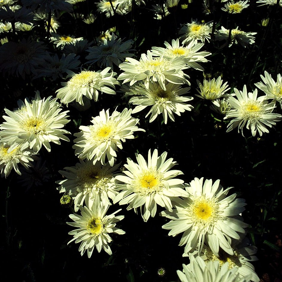 Halbgefüllte Sommer-Margerite 'Julischnee' (Leucanthemum x superb.)