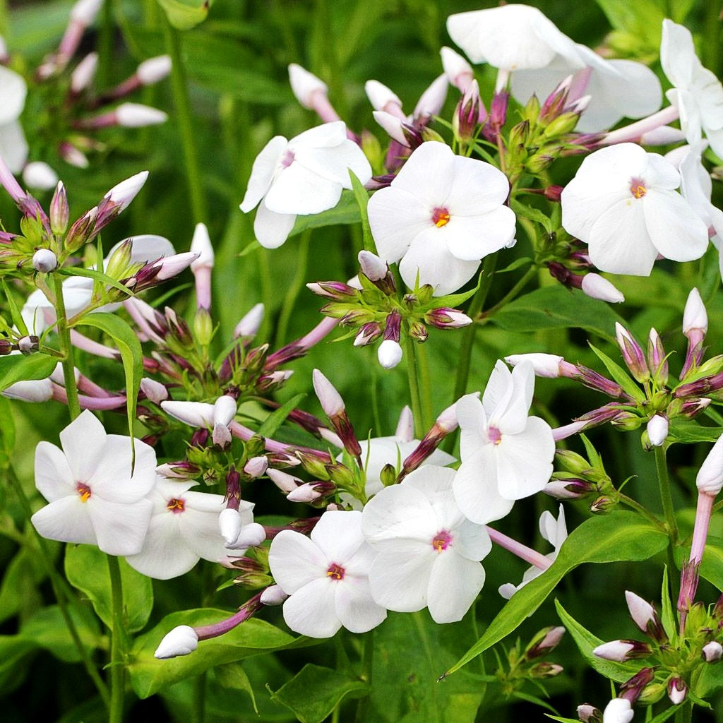 Halbhohe Flammenblume 'Minnie Pearl' (Phlox maculata x glab.)
