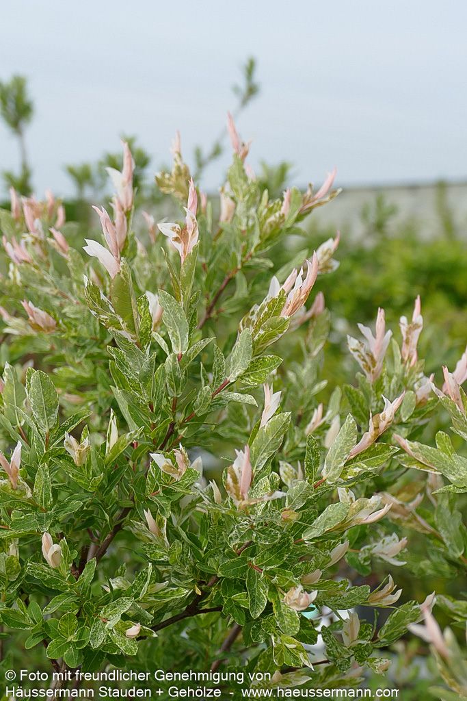 Harlekin-Weide 'Hakuro Nishiki' (Salix integra)