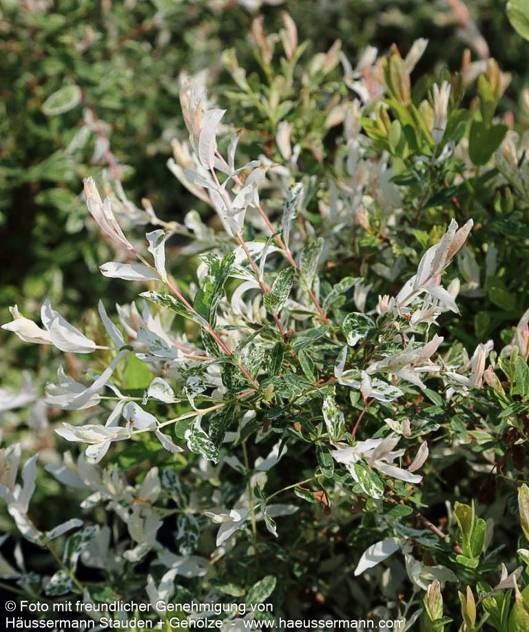 Harlekin-Weide 'Hakuro Nishiki' (Salix integra)