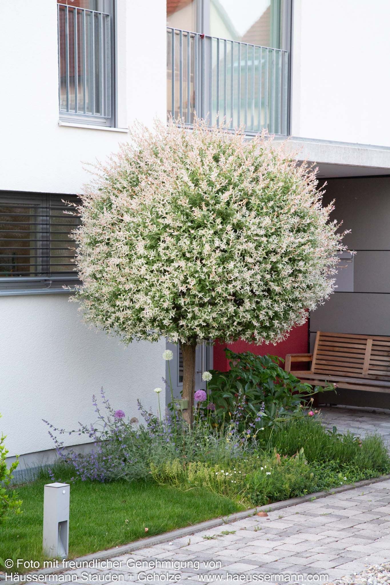 Harlekin-Weide 'Hakuro Nishiki' (Salix integra)