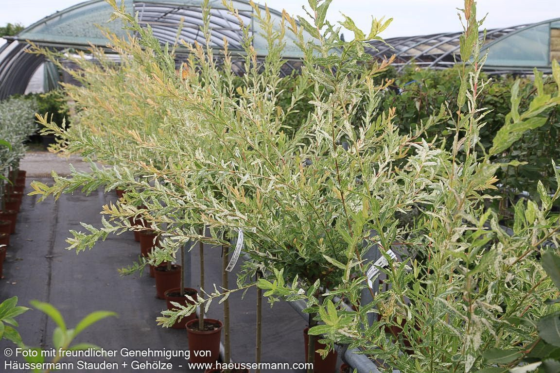 Harlekin-Weide 'Hakuro Nishiki' (Salix integra)