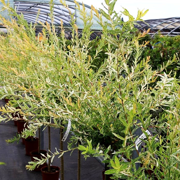 Harlekin-Weide 'Hakuro Nishiki' (Salix integra)
