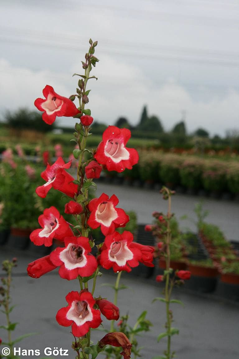 Hartwegs Bartfaden 'Picotee' (Penstemon hartwegii)