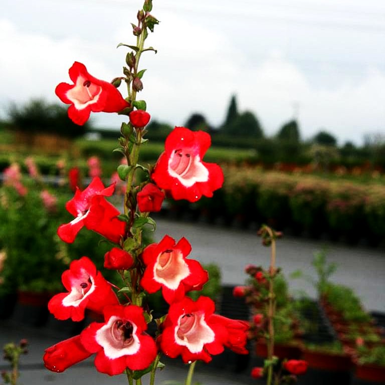 Hartwegs Bartfaden 'Picotee' (Penstemon hartwegii)
