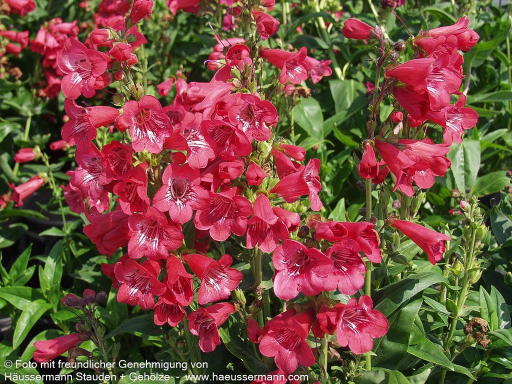 Hartwegs Bartfaden 'Tubular Bells Red' (Penstemon hartwegii)