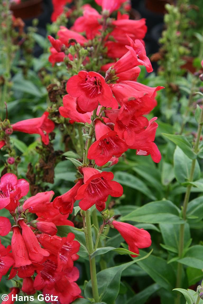 Hartwegs Bartfaden 'Tubular Bells Red' (Penstemon hartwegii)