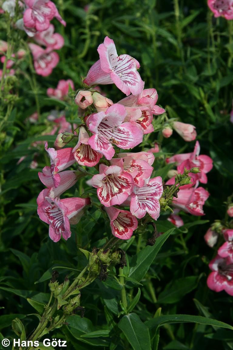 Hartwegs Bartfaden 'Tubular Bells Rose' (Penstemon hartwegii)