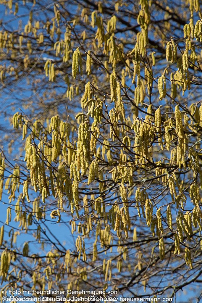 Haselnuss (Corylus avellana)