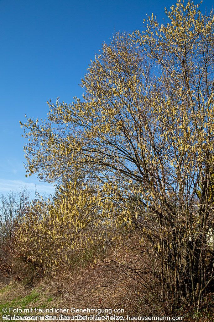 Haselnuss (Corylus avellana)