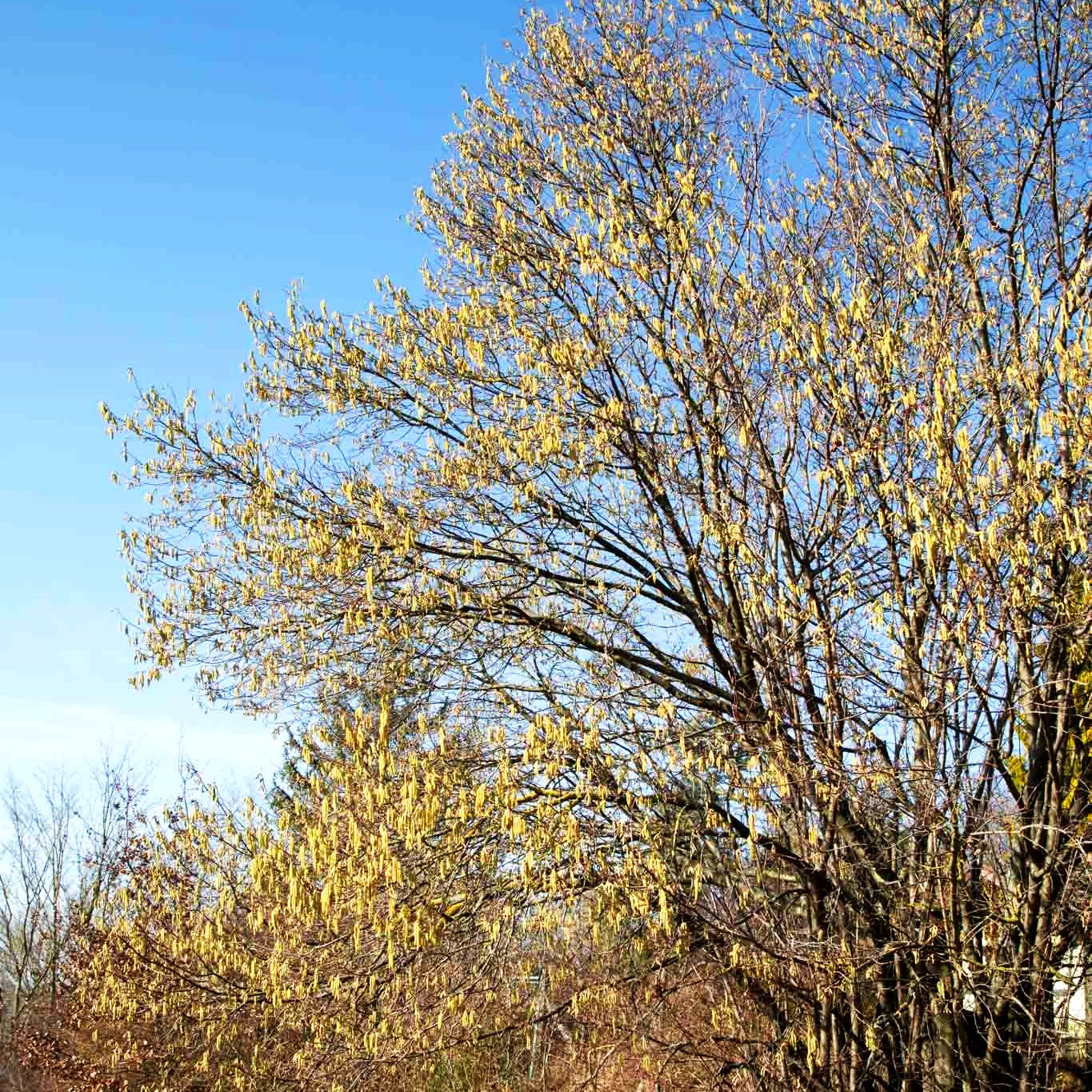 Haselnuss (Corylus avellana)