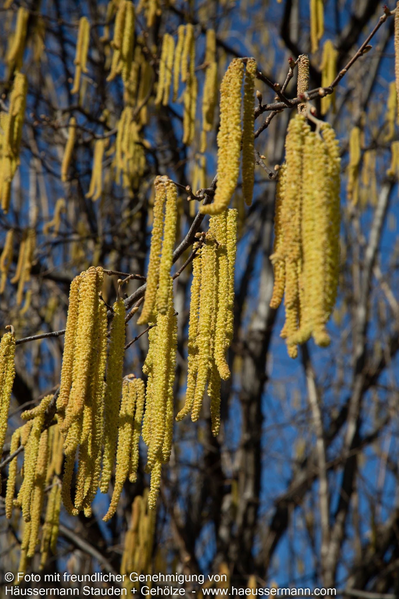 Haselnuss (Corylus avellana)