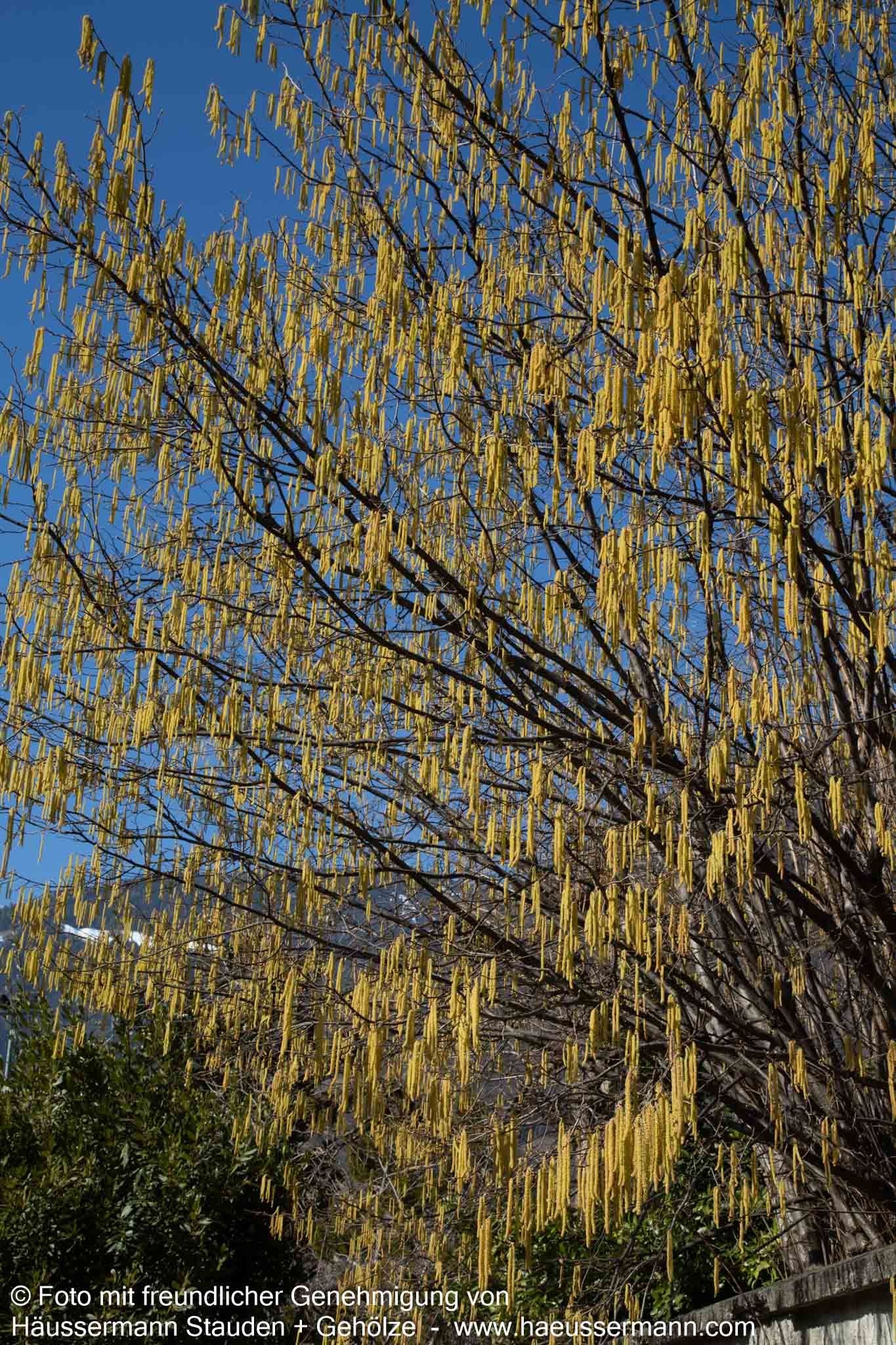 Haselnuss (Corylus avellana)