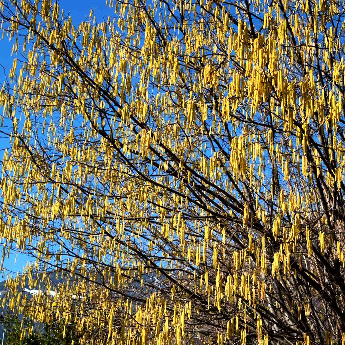 Haselnuss (Corylus avellana)