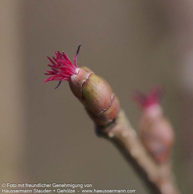 Haselnuss (Corylus avellana)