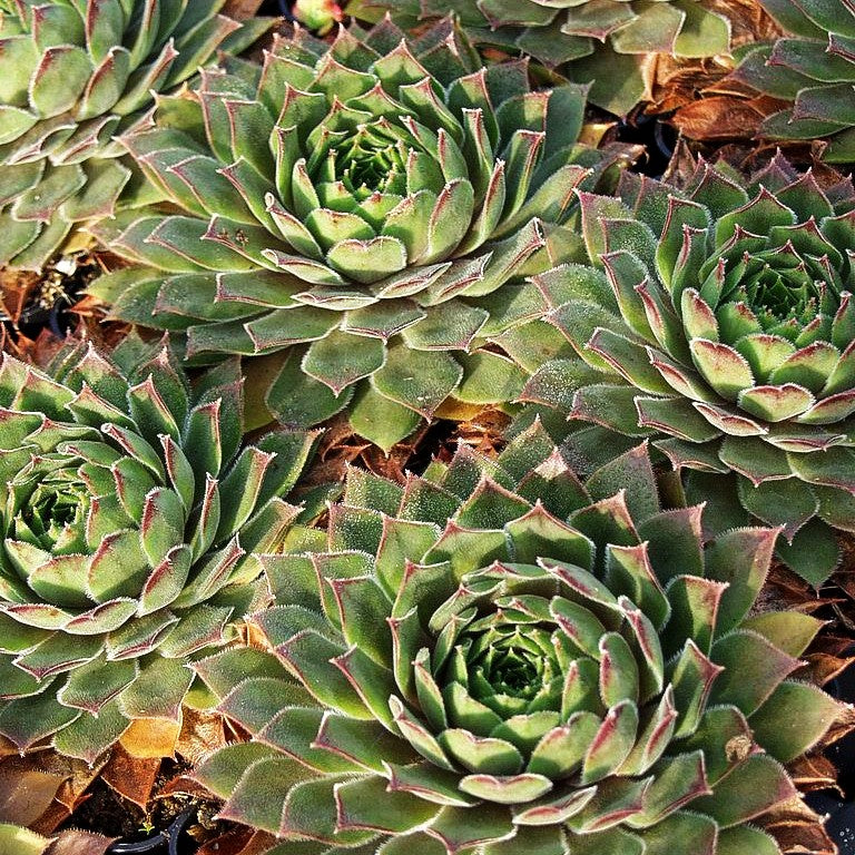 Hauswurz (Sempervivum, grüne Rosetten)