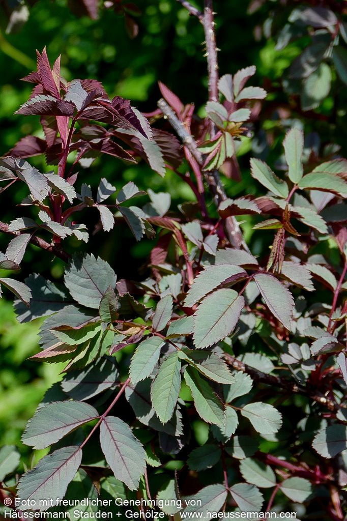 Hechtrose (Rosa glauca)