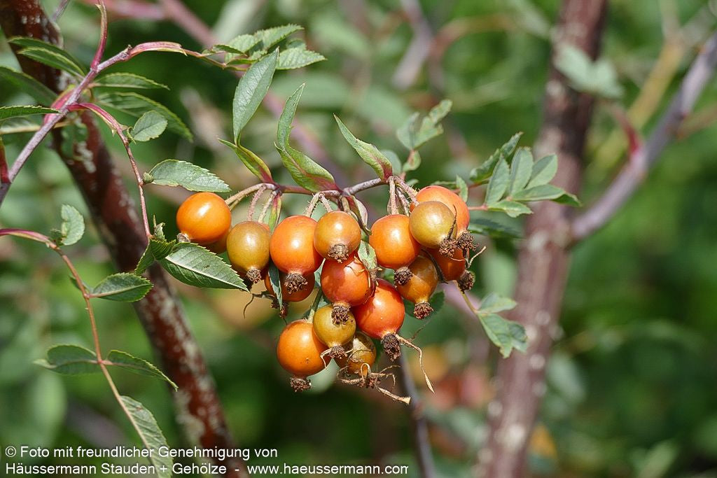 Hechtrose (Rosa glauca)