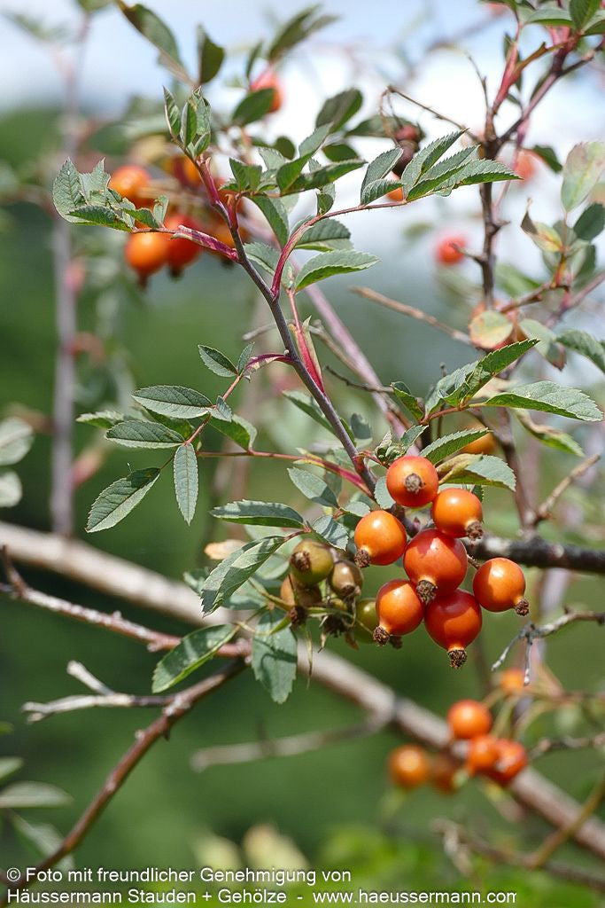 Hechtrose (Rosa glauca)