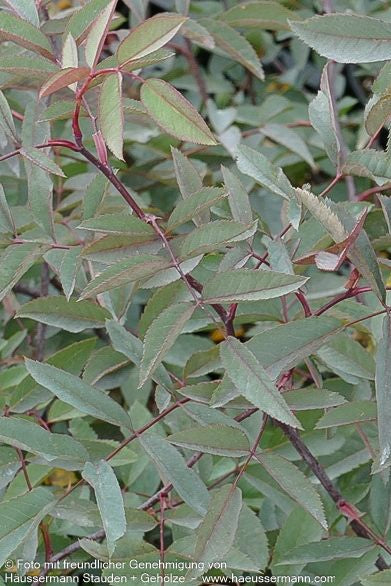 Hechtrose (Rosa glauca)