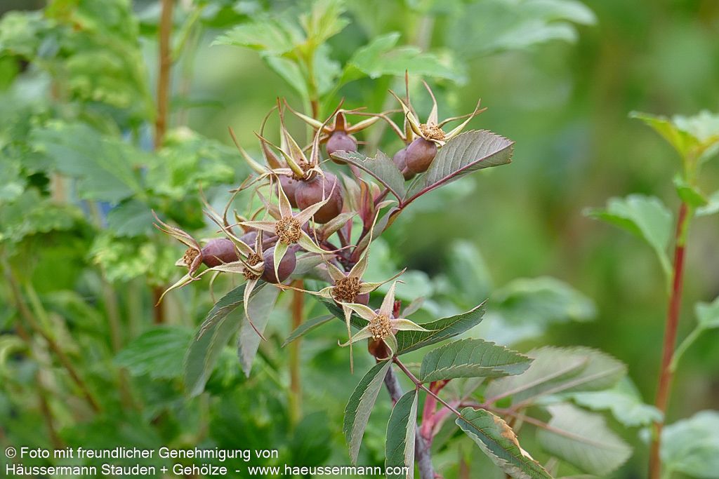 Hechtrose (Rosa glauca)