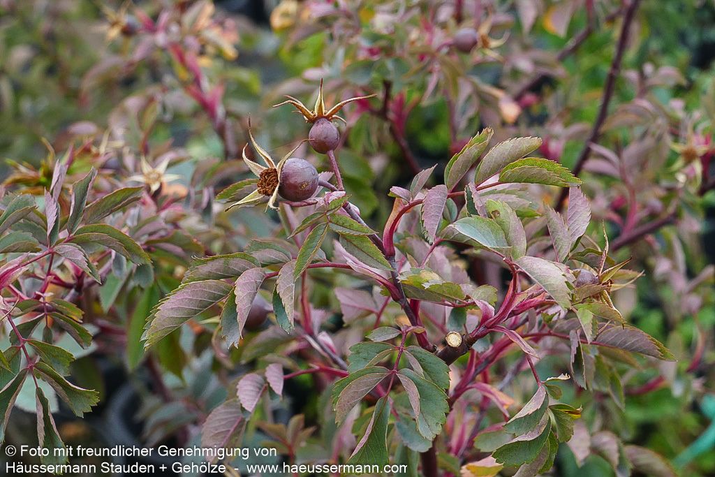 Hechtrose (Rosa glauca)