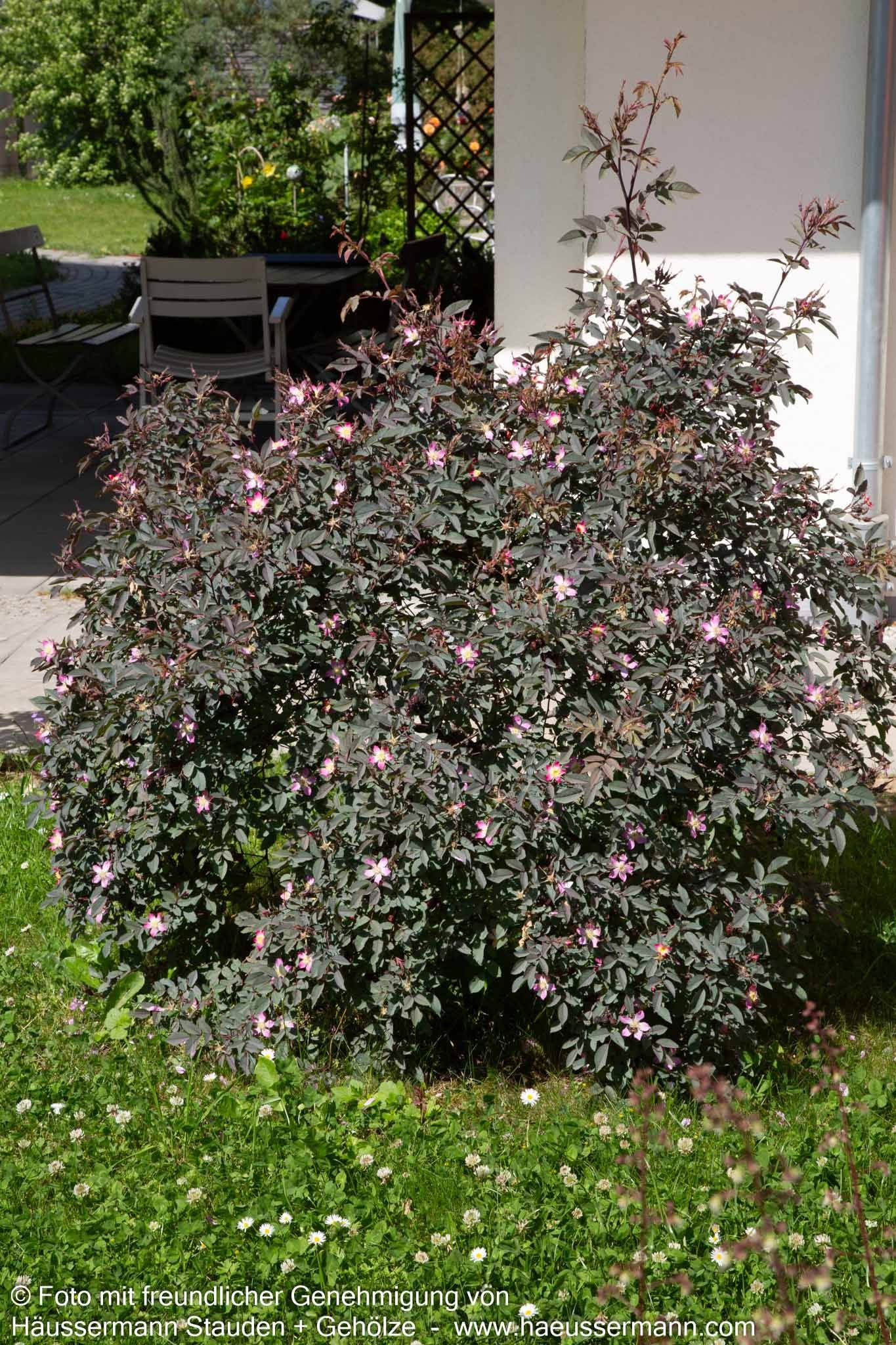 Hechtrose (Rosa glauca)