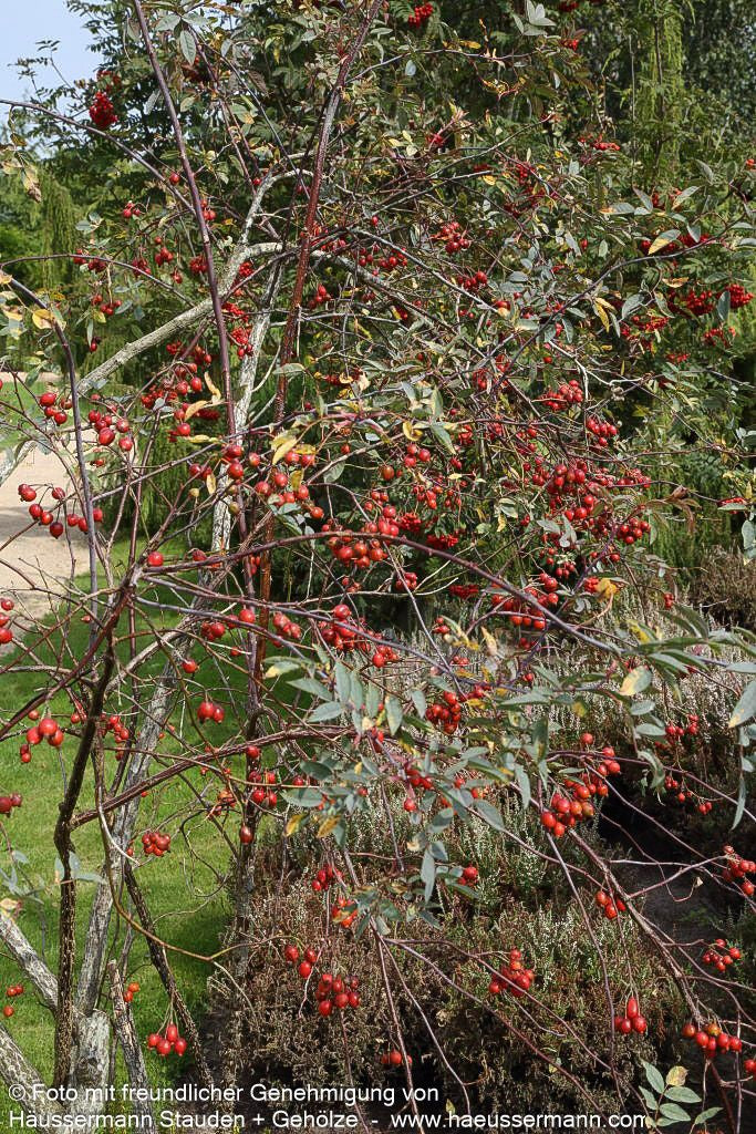 Hechtrose (Rosa glauca)