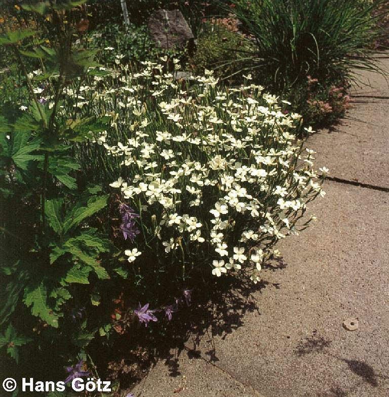 Heide-Nelke 'Albus' (Dianthus deltoides)