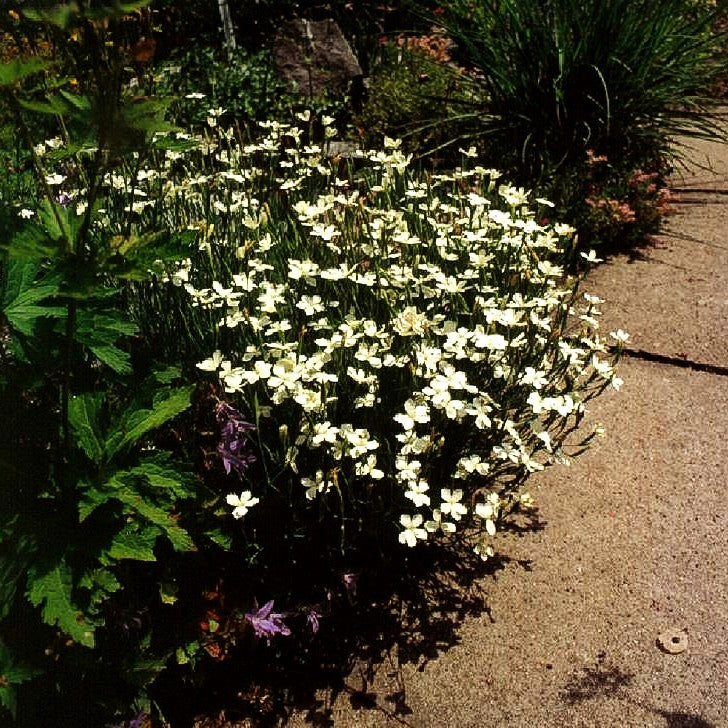 Heide-Nelke 'Albus' (Dianthus deltoides)