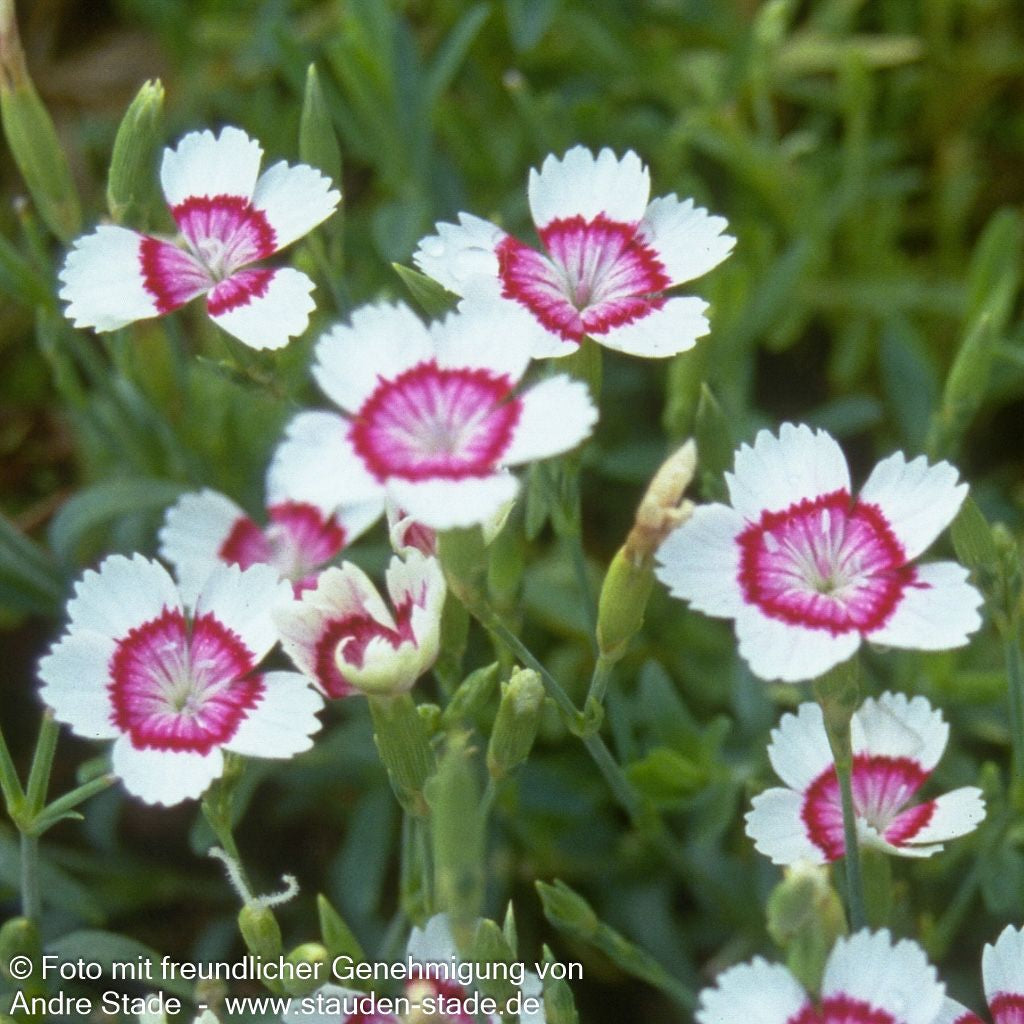 Heide-Nelke 'Arctic Fire' (Dianthus deltoides)