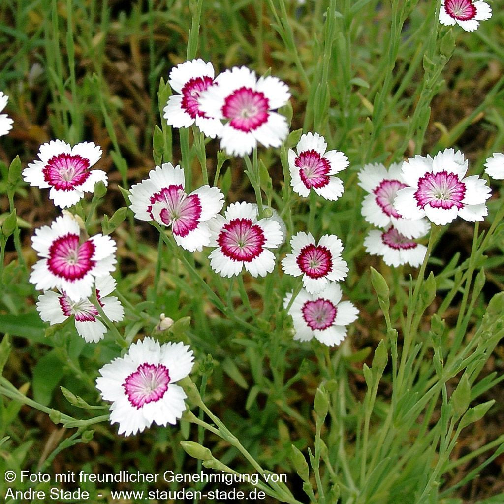 Heide-Nelke 'Arctic Fire' (Dianthus deltoides)
