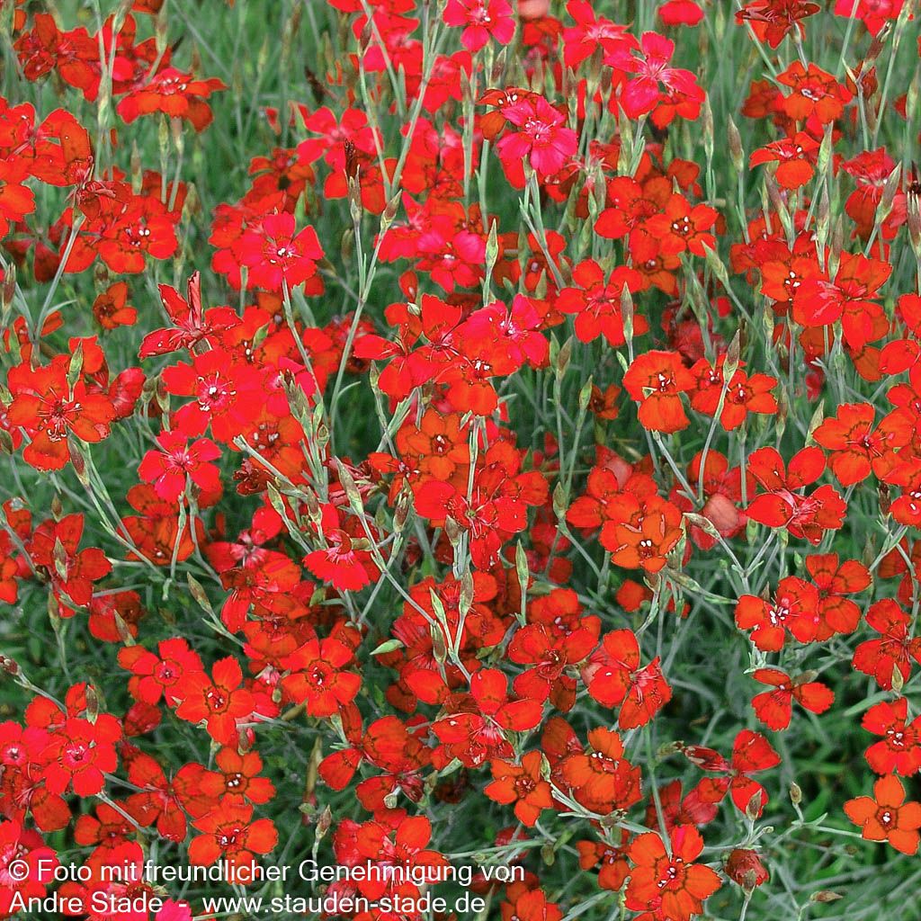 Heide-Nelke 'Leuchtfunk' (Dianthus deltoides)