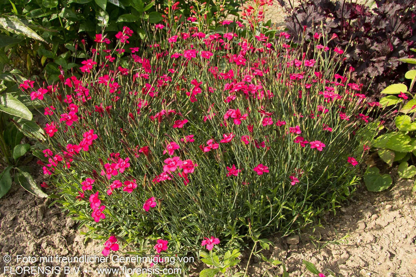Heide-Nelke 'Leuchtfunk' (Dianthus deltoides)