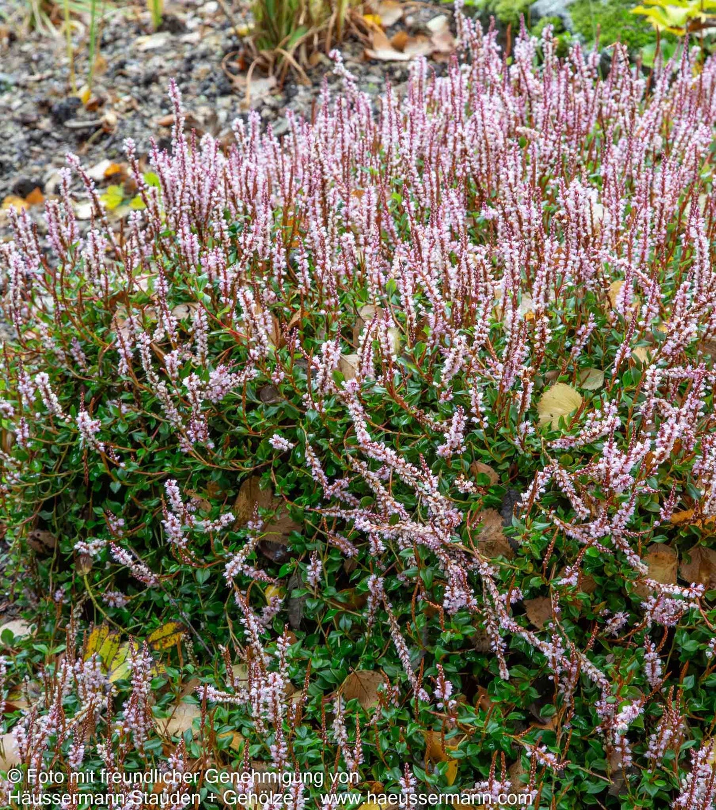 Heidelbeerblättriger Wiesenknöterich (Persicaria vacciniifolia)