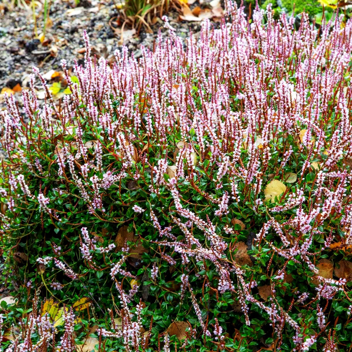 Heidelbeerblättriger Wiesenknöterich (Persicaria vacciniifolia)