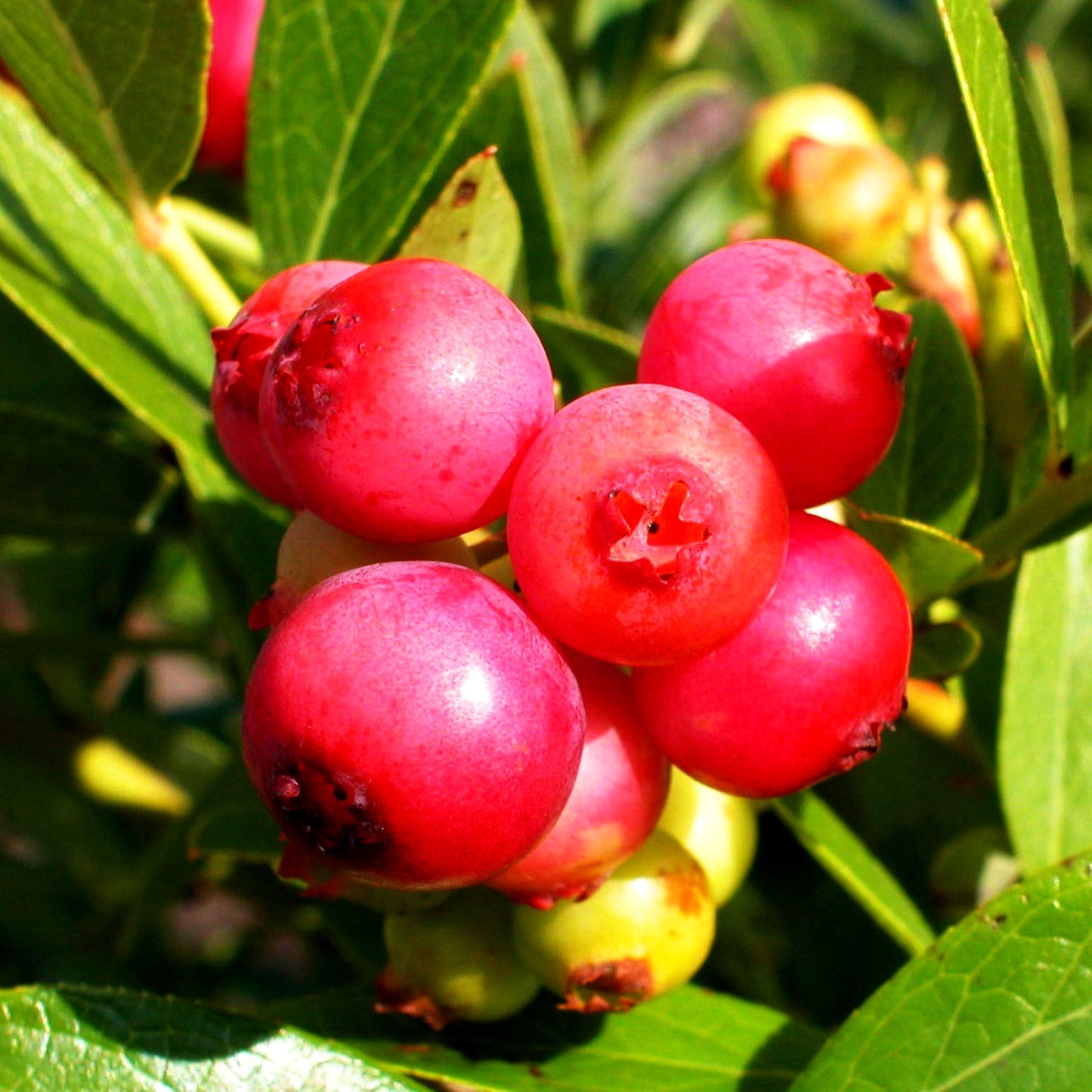 Heidelbeere 'Pink Lemonade' (Vaccinium corymb.)
