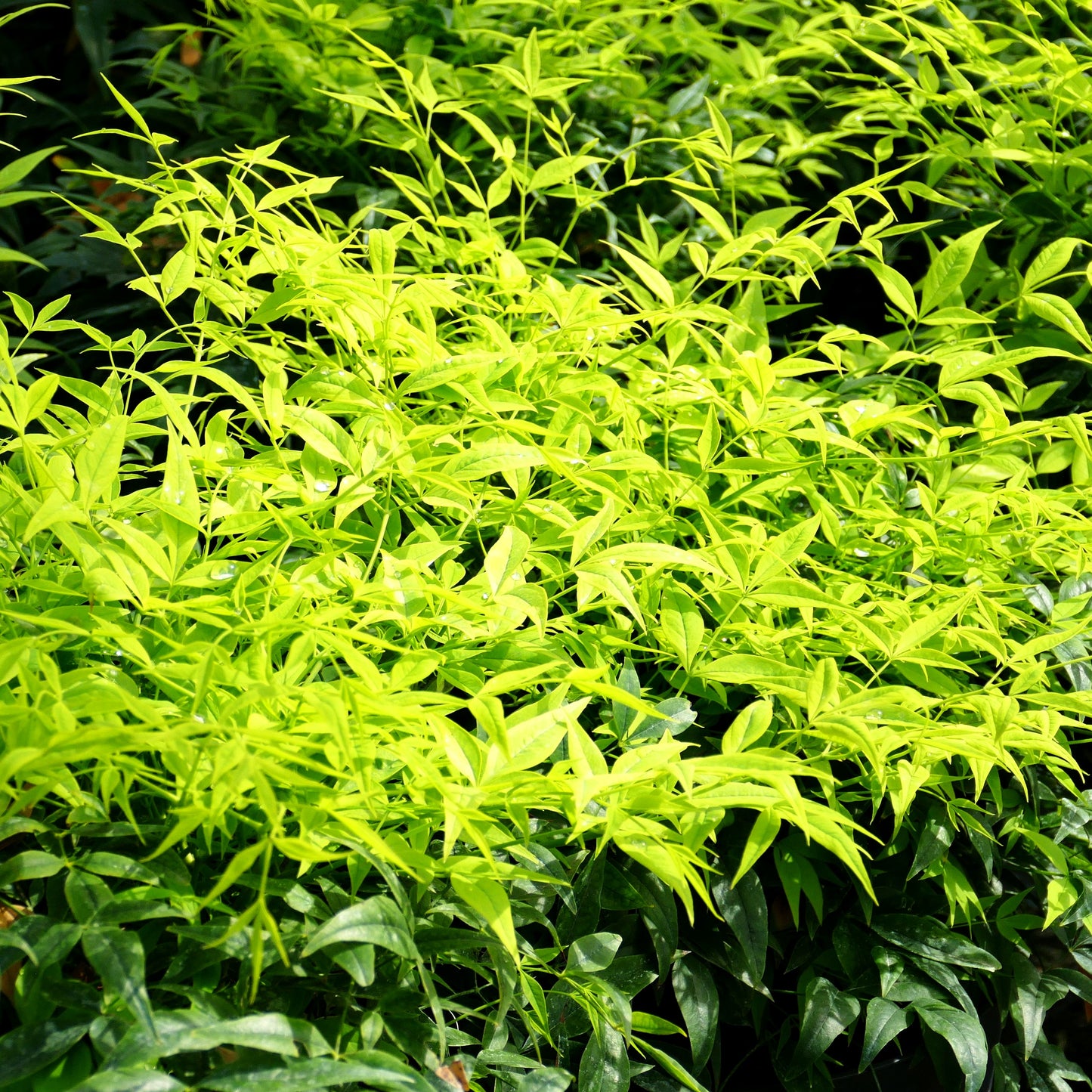 Heiliger Bambus 'Lemon Lime' (Nandina domestica)
