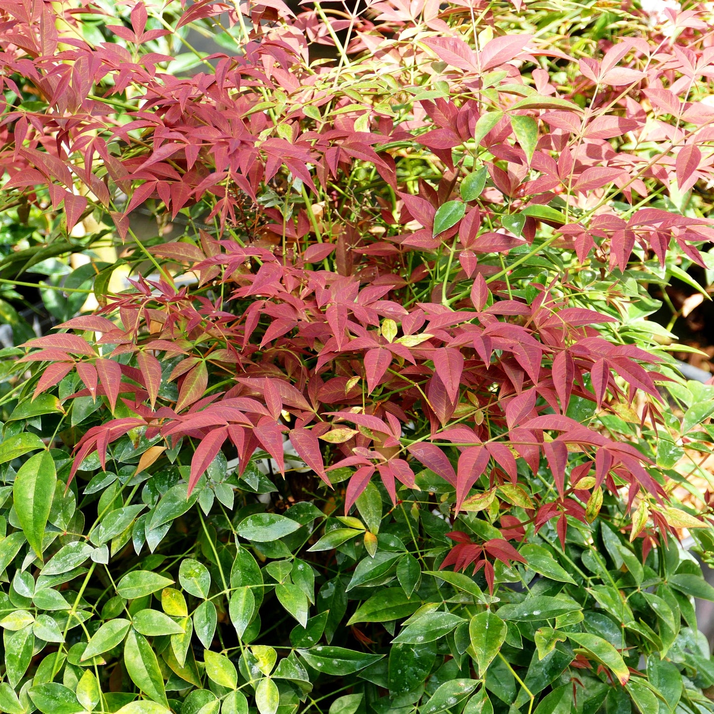 Heiliger Bambus, Nandine 'Flirt' (Nandina domestica)