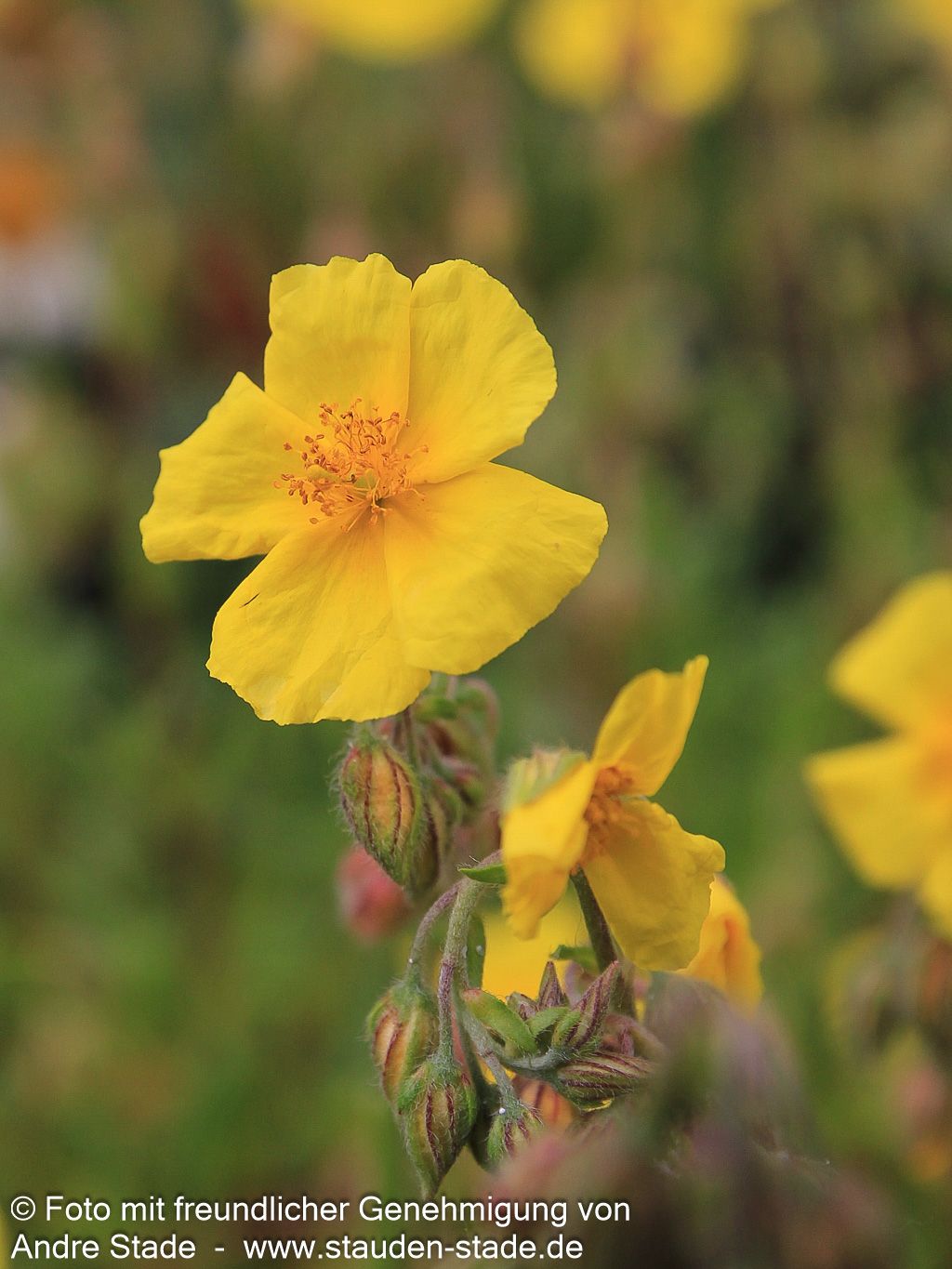 Heimisches Sonnenröschen (Helianthemum nummularium)