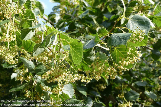 Henry's Linde, Chinesische Linde (Tilia henryana)